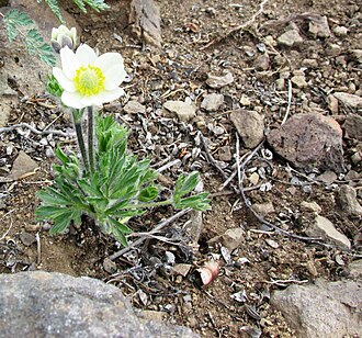 Anemone drummondii - Flickr - brewbooks