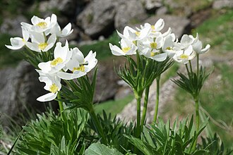 Anemone narcissiflora (48349738432)