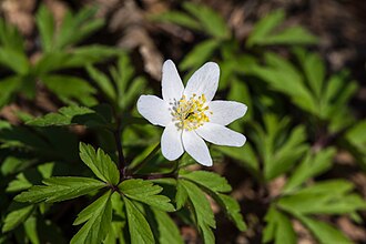 Anemone nemorosa 20180402 03