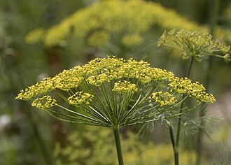 Flowers of Dill