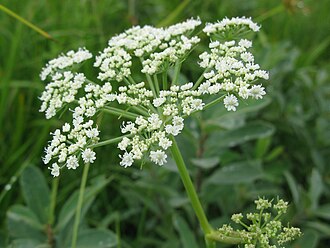 Angelica genuflexa 5
