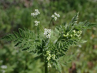Anthriscus caucalis in Widuchowa, NW Poland