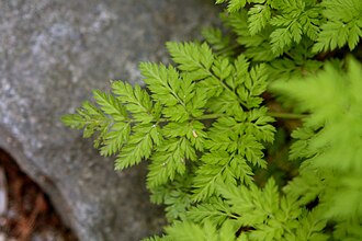 Anthriscus sylvestris2