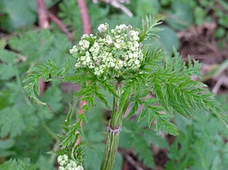 Anthriscus sylvestris