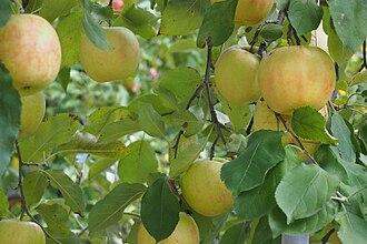 Apples (Malus pumila) (22120387641)