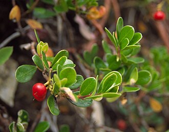 Arctostaphylos uva-ursi, alpine flowering plant of the family Ericaceae. Vanoise National Park, France