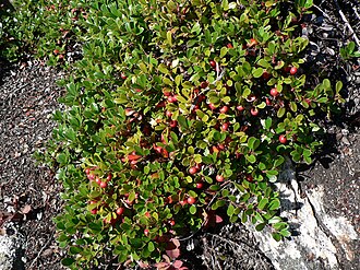 Arctostaphylos uva-ursi 25924