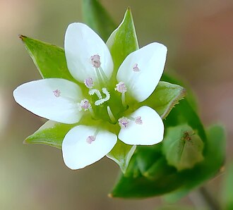 Arenaria serpyllifolia W