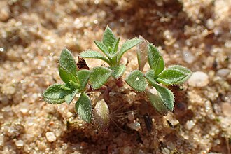 Arenaria serpyllifolia kz01