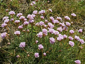 Armeria maritima (plants)