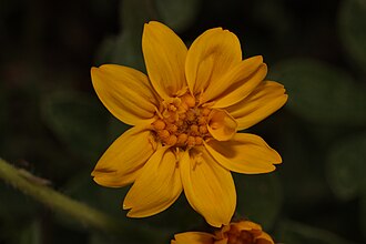 Arnica ovata 4022