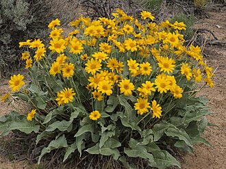 Arrowleaf balsamroot, Balsamorhiza sagittata (16690747592)