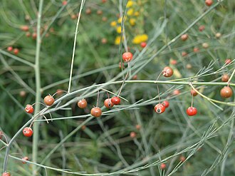 wild asparagus (Asparagus officinalis)