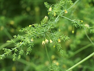Asparagus officinalis Szparag lekarski 2022-05-22 03