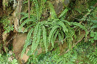 Asplenium trichomanes