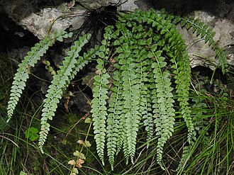 green spleenwort