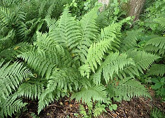 Athyrium filix-femina