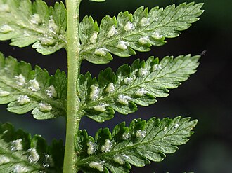 Athyrium filix-femina