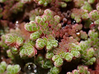 Azolla caroliniana in the Botanischer Garten, Berlin-Dahlem.