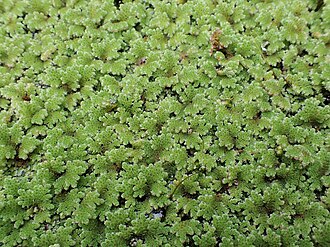 Azolla filiculoides in the Jardim Botânico do Porto, Portugal.
