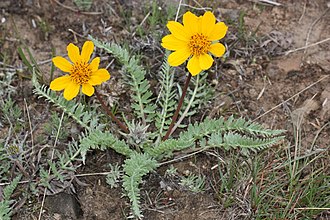 Balsamorhiza hookeri 7753