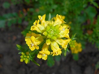 Barbarea verna 2017-05-05 9596