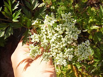 Conioselinum gmelinii Flower