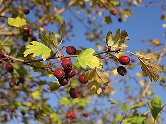 Crataegus monogyna 2