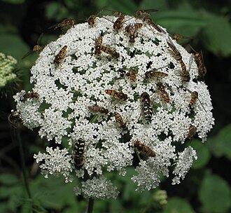Daucus carrota flower