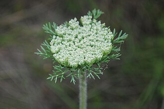 Daucus pusillus flower