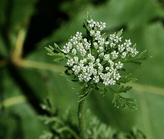 Daucus pusillus flower
