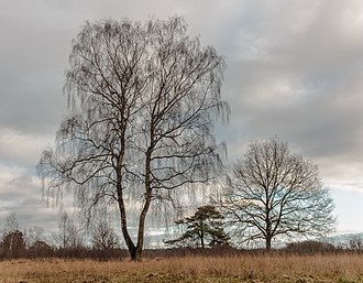Delleboersterheide, natuurgebied van het It Fryske Gea. 25-12-2019. (actm.) 23