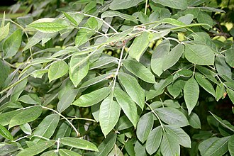 Fraxinus latifolia JPG1Fe