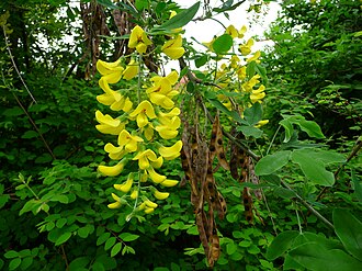 Fruchthülsen und Blüten des Goldregen