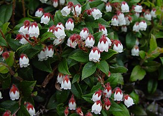 Gaultheria ovatifolia Iwahaze in Sannomine 2002 6 16