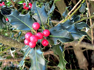 ILEX AQUIFOLIUM - QUERALT - IB-085 (Grèvol)