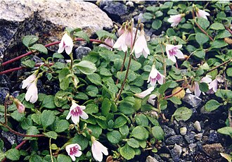Linnaea borealis 1