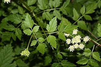 Oenanthe sarmentosa plant