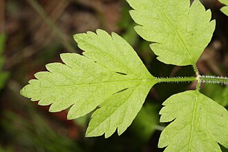 Osmorhiza chilensis leaf