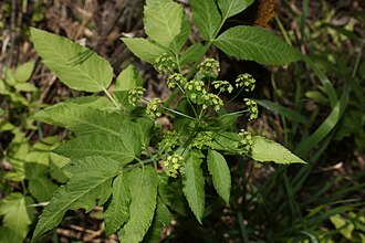 Osmorhiza occidentalis