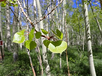 Populus tremuloides - quaking aspen - 52132201408