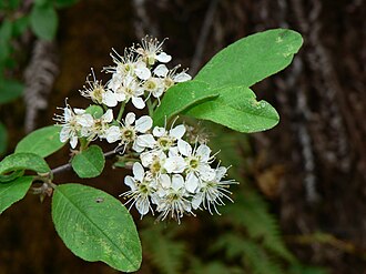 Prunus emarginata 43564