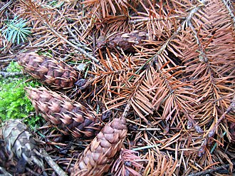 Pseudotsuga menziesii subsp. menziesii cones