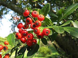 Pyracantha coccinea1