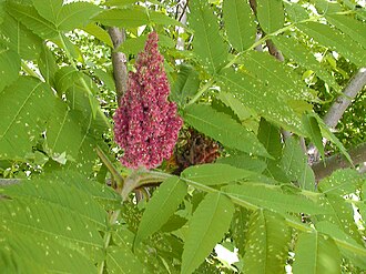 RhusMALEdot027