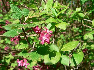 Ribes sanguineum 03759