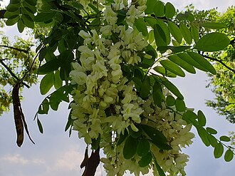 Robinia Pseudoacacia flower, Zabrze, Poland, June 2019