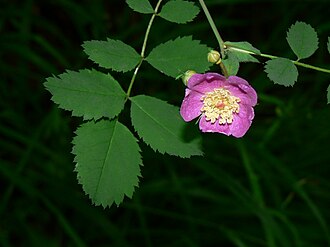 Rosa gymnocarpa 15142