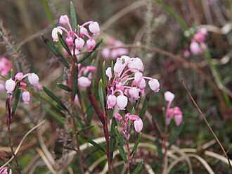 Rosmarinheide (Andromeda polifolia) 01