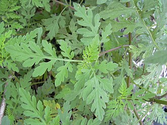 Starr 031108-3169 Ambrosia artemisiifolia
